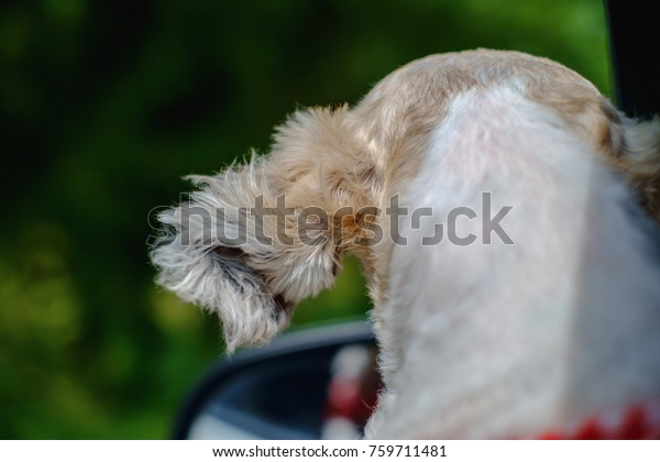 Back Cutely White Short Hair Shih Stock Photo Edit Now 759711481