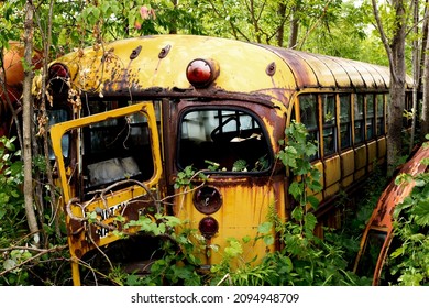 The Back Door Of A Rusty Old Yellow School Bus Overgrown With Weeds In An Auto Wrecker Scrap Yard