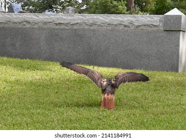 Back of an eagle as he is taking off in the air with wings spread