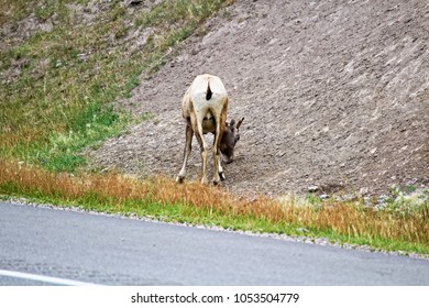 The Back End Of A Female Bighorn Sheep Along The Highway