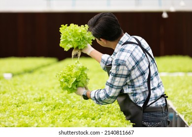 back farmer picking and checking organic vegetables in hydroponic farm