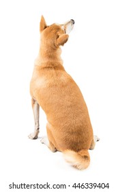 Back Of Female Thai Dog Looking Up At The Right Side