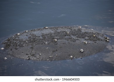 The Back Of A Florida Manatee Has Both White Barnacles And Green Algae Growing On The Skin