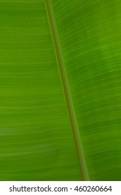 back of green banana leaf