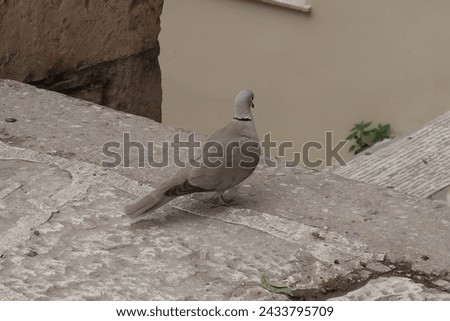 The back of a grey bird. Standing on a stone staircase.
