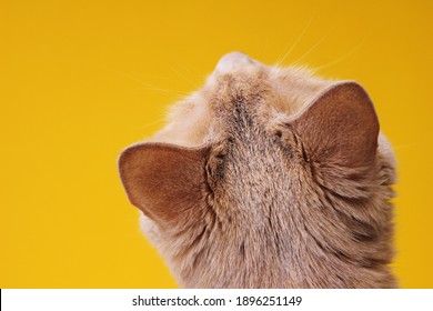 The back of the head of a red cat in close-up on a yellow background. Red cat looking up. Close-up view of the cat's head from behind.