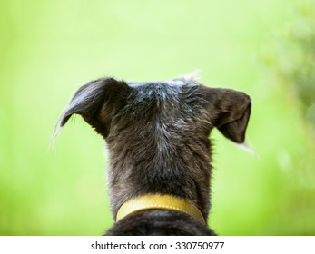 Back Of The Head Of A Terrier Dog Looking Out Into A Blurred Out Field Of Green Grass And Trees