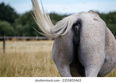 back of a horse wagging its tail to keep the flies away, animal life