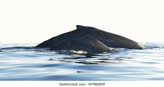 Back Of Humpback Whale Mother And Baby Cub.  Whales Swimming In The Pacific Ocean Water.  (Megaptera Novaeangliae)