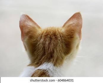 Back of a kitten's head. Cat head, view from behind against white background. - Powered by Shutterstock