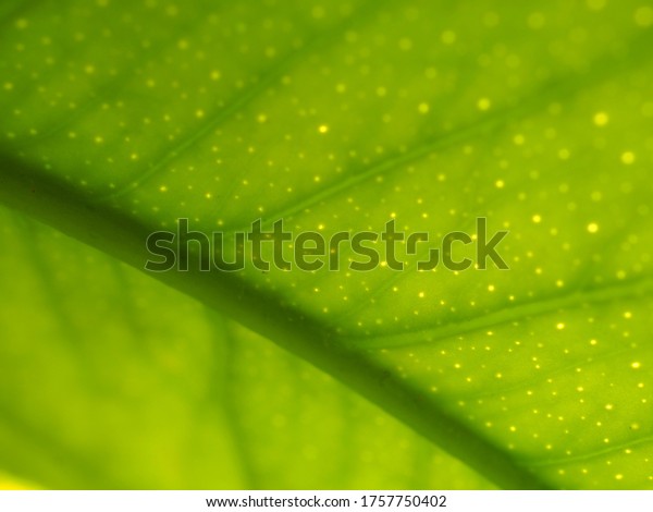 the back of a lemon tree leaf textured with the\
main vein, secondary veins and stomata, which are a sort of pores\
on the surface of the leaves. here, they are visible due to\
protruding light.