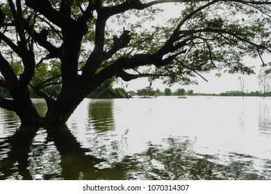 Back light The sprawling trees and shadows reflect on the surface. In flooded areas
