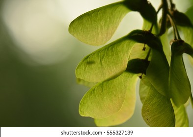 Back Lit Maple Seed, Samara