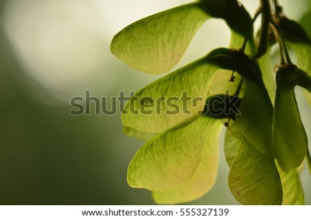 back lit maple seed, samara