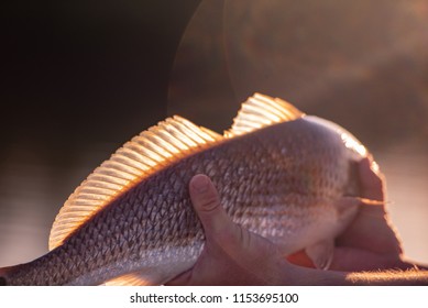 Back Lit Redfish