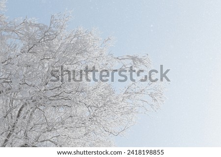 Back lit tree covered in rime ice frost in winter