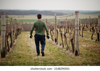Back of man working on vineyard.