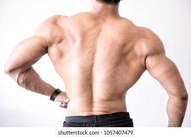 Back Muscles  Erector Spinae