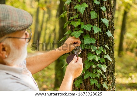 Back to nature. Elderly man examine tree leaves with magnifying glass. Old person in woods exploring nature. Nature observation is relaxation. Save trees, save nature. Environment day.
