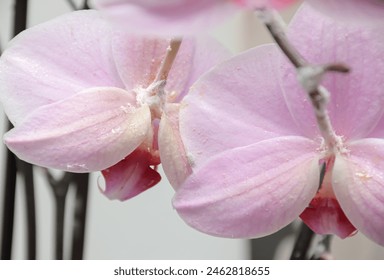 the back of an orchid flower infested with insects long-tailed mealy bug Pseudococcus longispinus (Pseudococcidae)