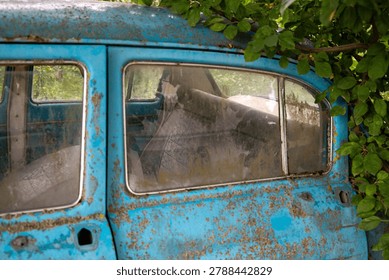 Back passenger window of an abandoned rusty car overgrown with trees. Inside view of dusty interior and back seat of a forgotten vintage blue automobile covered with moss and lichen, decay and time concept.
