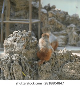 back portrait of monkey sitting on the rocks