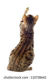 Back Of A Purebred  Bengal Cat On A White Background