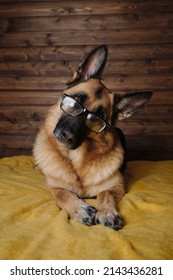 Back and red German Shepherd with glasses is lying on bed on yellow blanket against wooden wall. Charming intelligent thoroughbred domestic dog looks attentively forward with head tilted to one side.