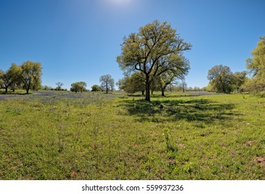 Back Roads Of West Texas With Cattle Pasture That Has Cacti And Wildflowers And Bluebonnets 