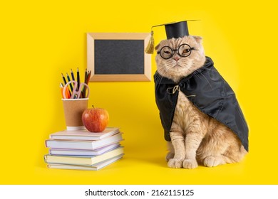 Back to school, a cat student in cap and mantle on yellow background with a blackboard and school accessories. Concept of school, study, distant education. online courses. Funny cat professor