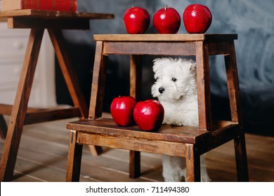 Back to school concept. West Highland White Terrier puppy with school supplies. Education and learning concept.