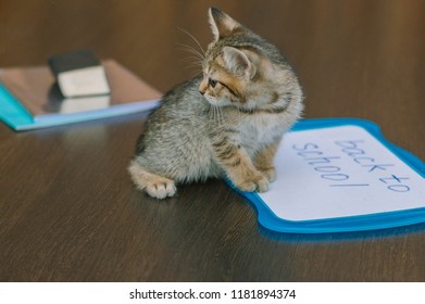 Back To School. Cute Kitty And A Dry Erase Board.