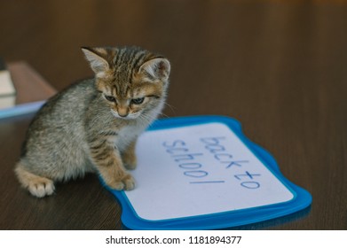 Back To School. Cute Kitty And A Dry Erase Board.