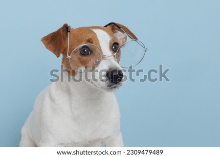 Back to school. dog in glasses. Cool nerd style