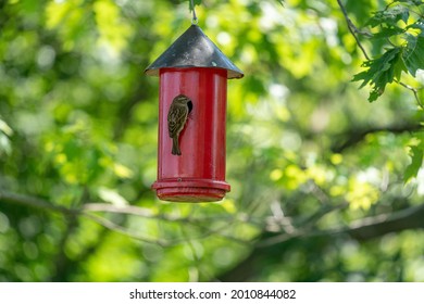 A Back Shot Of A House Sparrow Bird Sitting In A Red Birdhouse Hanging From A Tree