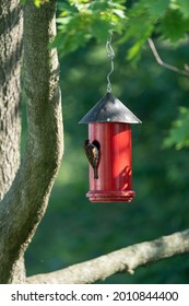 A Back Shot Of A House Sparrow Bird Trying To  Enter A Red Birdhouse Hanging From A Tree