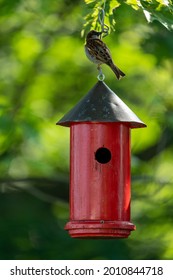 A Back Shot Of A House Sparrow Bird Sitting On A Red Birdhouse Hanging From A Green Tree