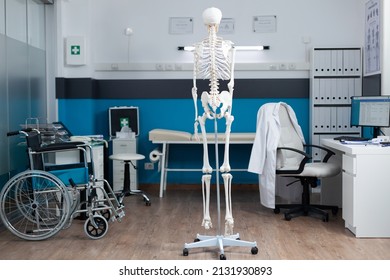 Back Shot Of Human Body Skeleton Standing In Empty Doctor Office With Nobody In It. Anatomical Structure Is Used As Medical Instrument During Osteopathy Examination. Health Care Support