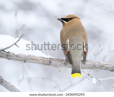 Back side of Cedar Waxwing sitting on a snowy branch.