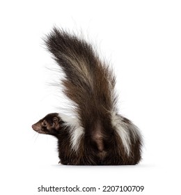 Back Side Of Classic Brown With White Striped Young Skunk Aka Mephitis Mephitis, Laying Down Showing Butt. Looking Away From Camera With Tail High Up Ready To Spray. Isolated On A White Background