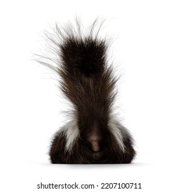 Back Side Of Classic Brown With White Striped Young Skunk Aka Mephitis Mephitis, Laying Down  Showing Butt. Looking Away From Camera With Tail High Up Ready To Spray. Isolated On A White Background.