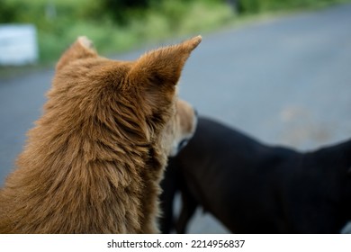 Back Side Of Dog Head With Defocus Background, Selective Focus