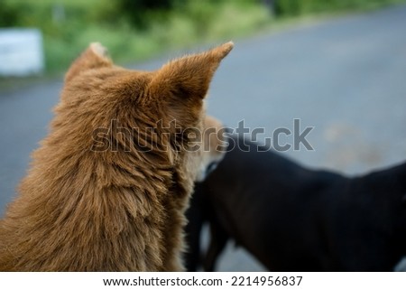 Back side of dog head with defocus background, selective focus