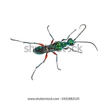 Back side of a Emerald cockroach wasp, Ampulex compressa, isolated on white