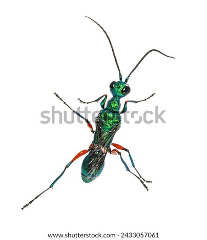 Back side of a Emerald cockroach wasp, Ampulex compressa, isolated on white