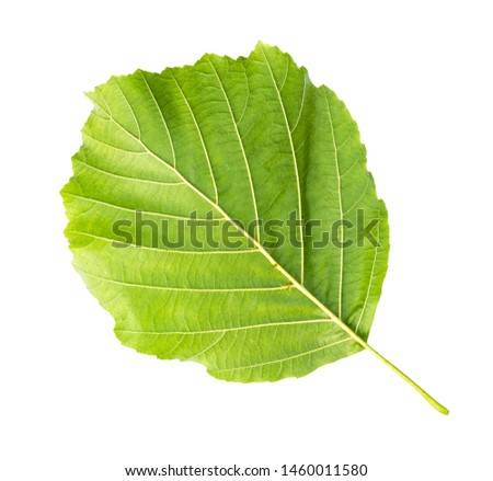 back side of fresh green leaf of alder tree cut out on white background