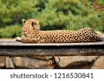 Back side of leopard lying on a wooden floor in the open zoo.