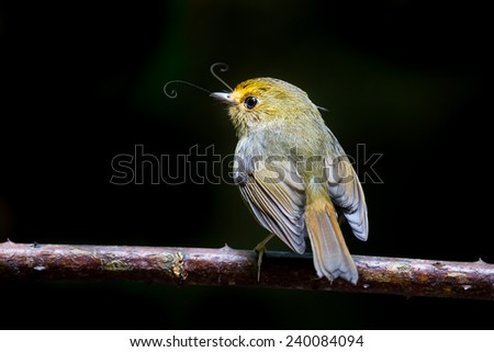 Image, Stock Photo Pretty bird Beautiful Life