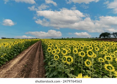 back side of sunflower flower blooming in sunflowers field with white cloudy and blue sky. Popular tourist attractions of Lopburi province. flower field on winter season - Powered by Shutterstock