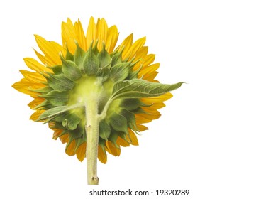 Back Side View of Large Sunflower Isolated on White Background
